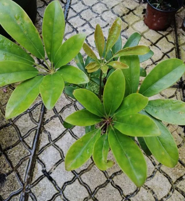 Schefflera planta