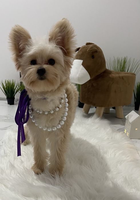 Помапу — Це не просто цуценята  це любов у формі собаки