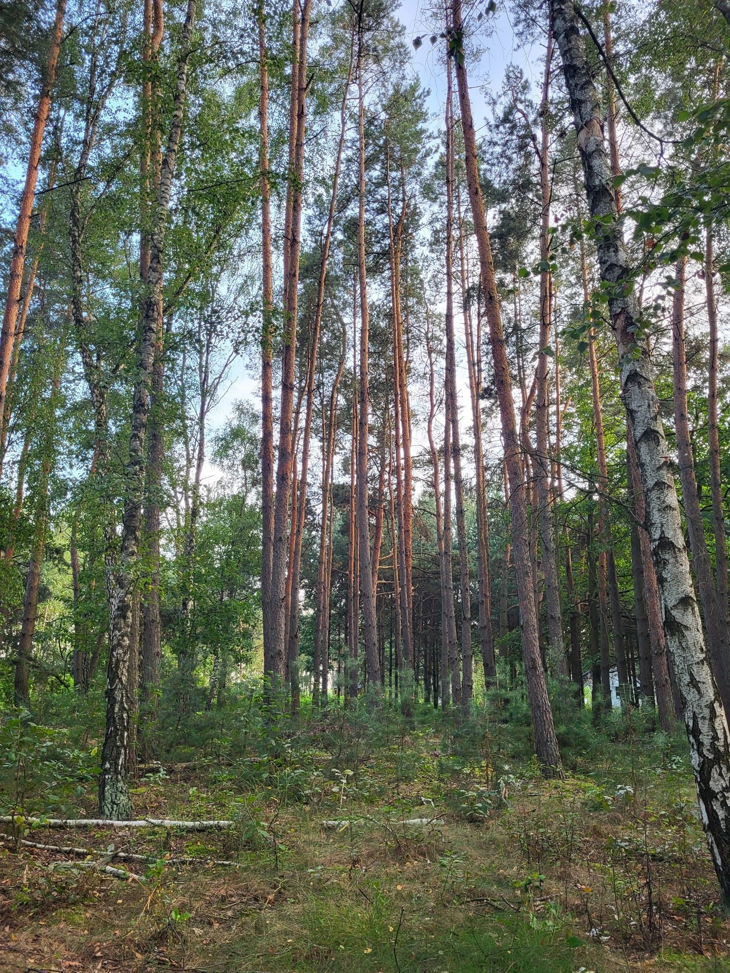 Działka z warunkami zabudowy