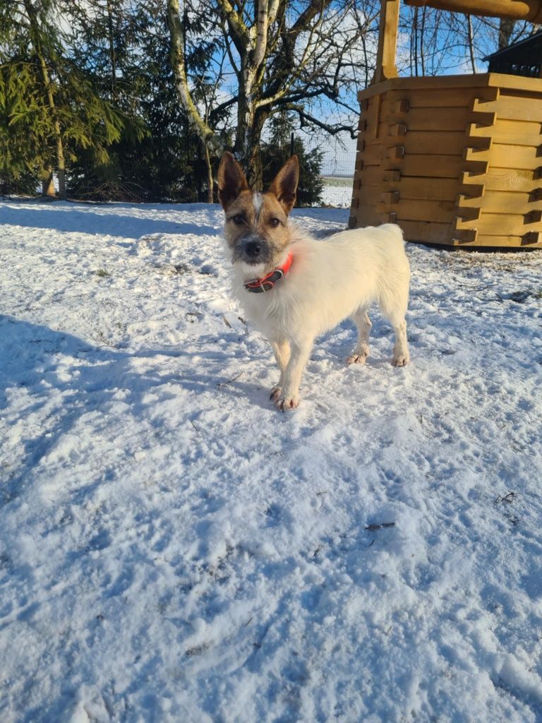 Mała sunia szuka domu