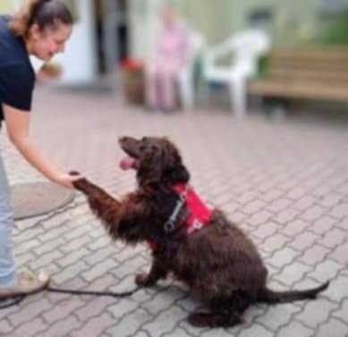 Tenar w typie plochacza niemieckiego adopcja