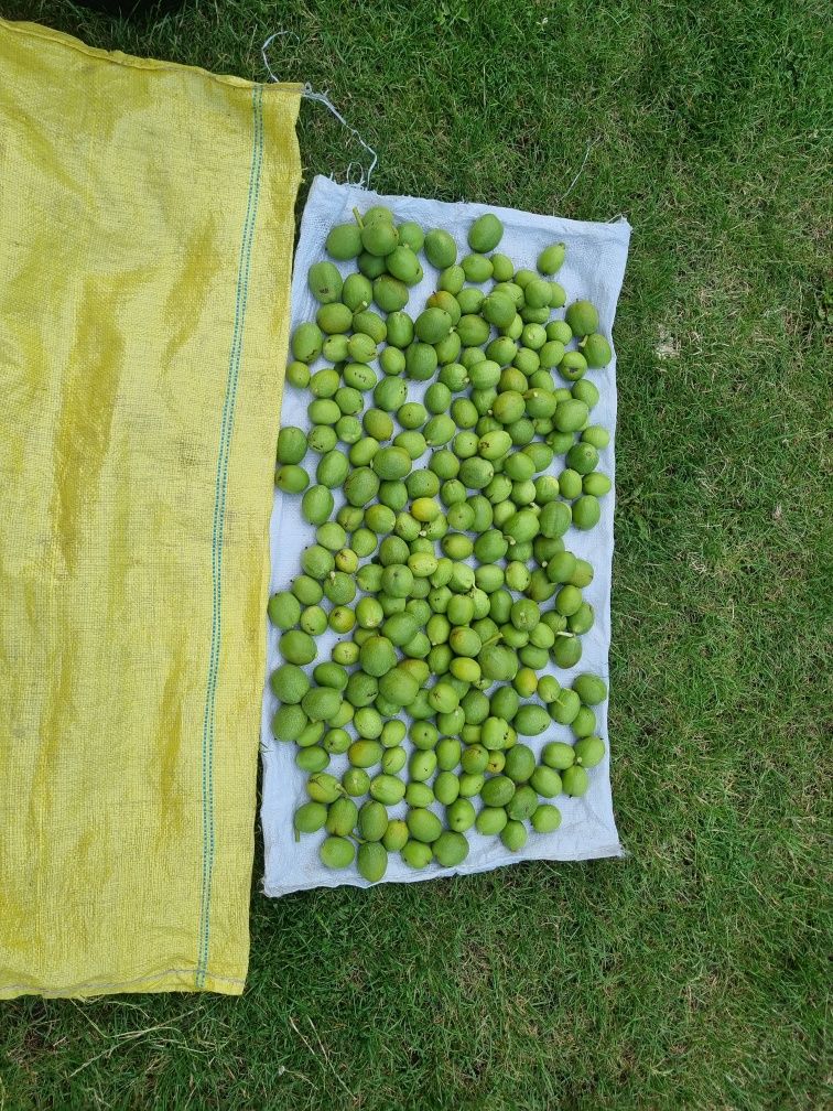 2 kilo zielonych orzechów włoskich