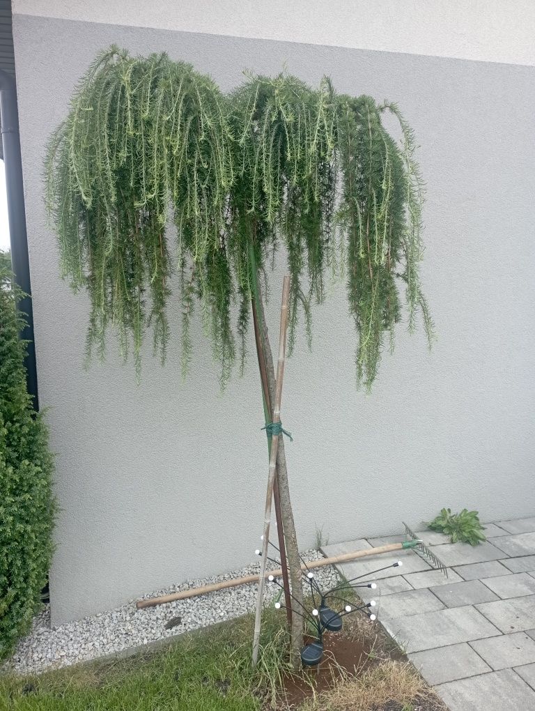 Modrzew pendula szczepiony na wysokim pniu 195 cm.