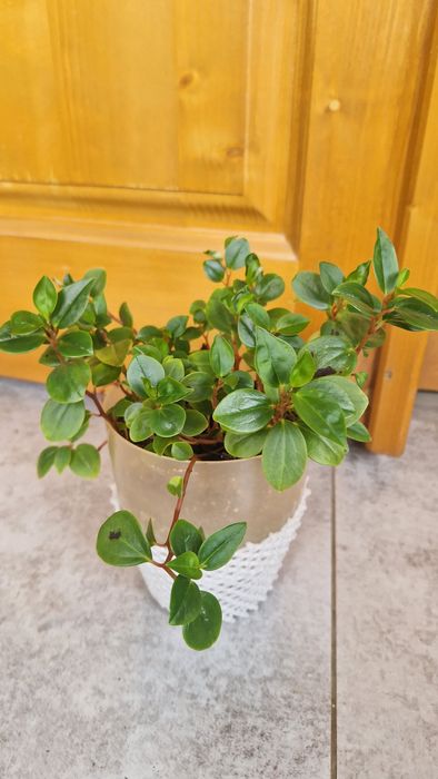 Пропоную сукулент Крассула розулярис,Пеперомія Глабелла