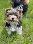 - Yorkshire  Terrier - biewer