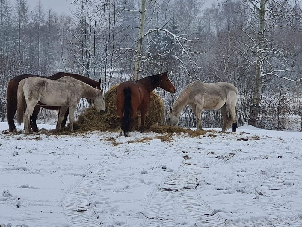Pensjonat dla koni boksy lub wolny wybieg,  hala 45x22