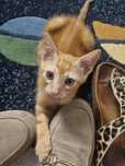 Gatinho bebé para adopção