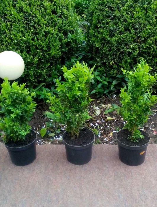 Самшит декоративний. Відправка по Україні