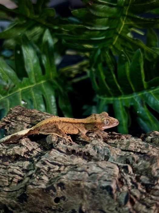 Gekon Orzesiony po samcu Lilly White