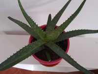 Aloe Vera em vaso