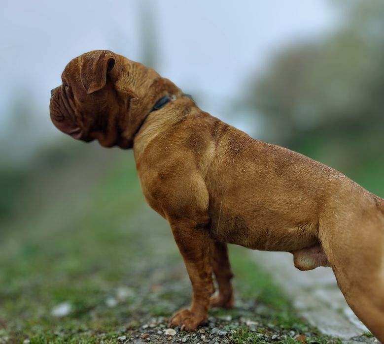 Бордоский дог | Собака | Вязка | КСУ