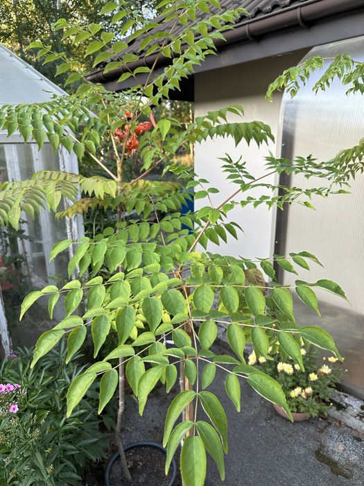 Aralia - drzewko, drzewo