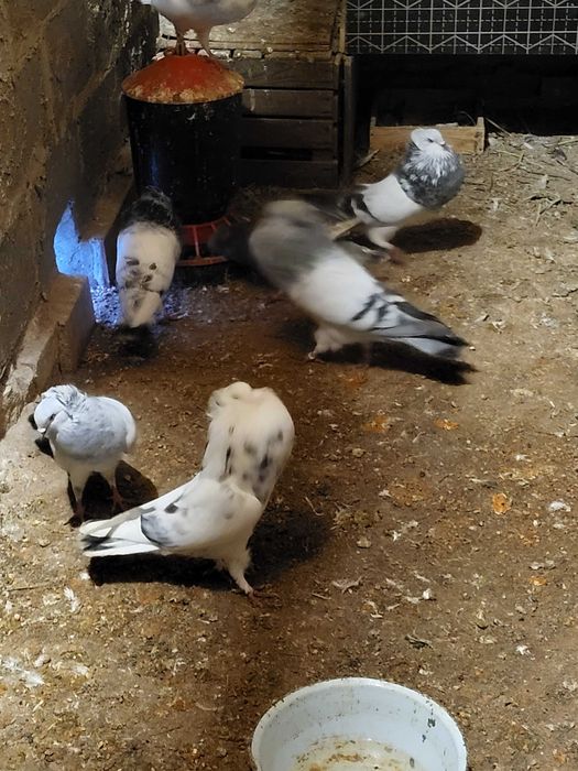 Sprzedam Garłacze Koroniaste