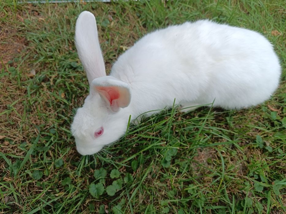 Króliki termondzkie