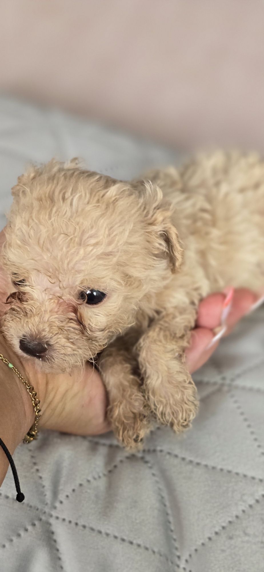 Malutki Maltipoo