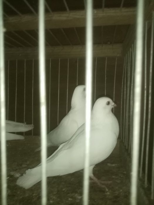 Sprzedam gołębie różne rasy