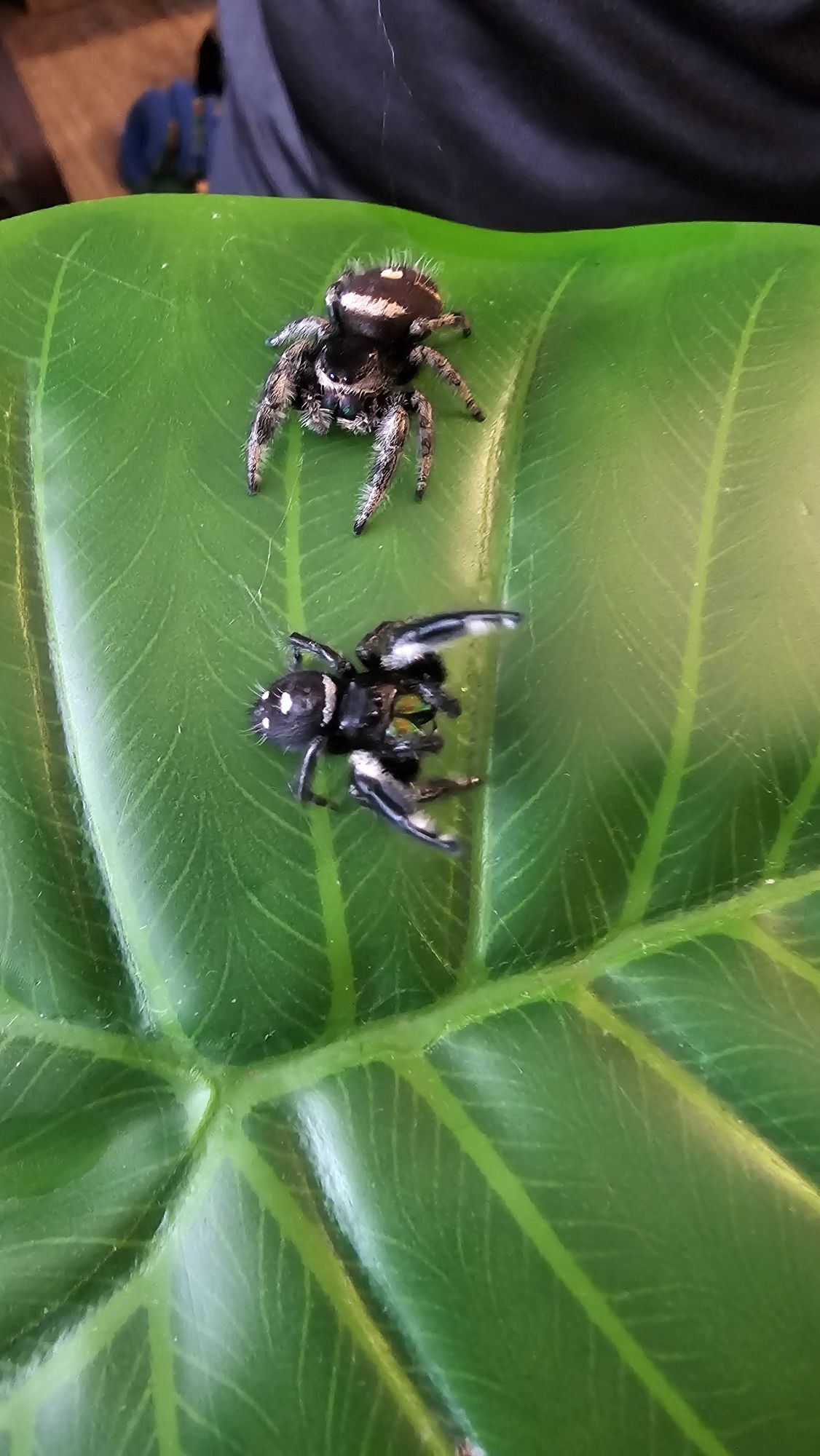 Skakun Phidippus regius Everglades L4