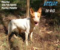 Cão Porte Médio (20kg) Para Adoção (Leslie)