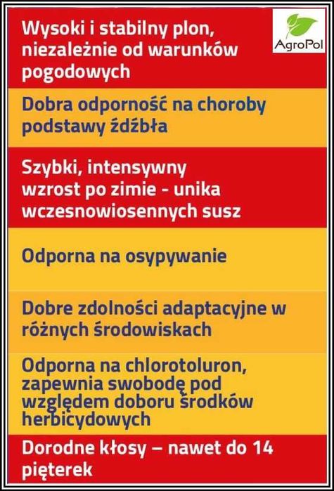 Pszenica Oścista FENOMEN -Najbardziej Doceniana Ostka Nasiona Pszenicy