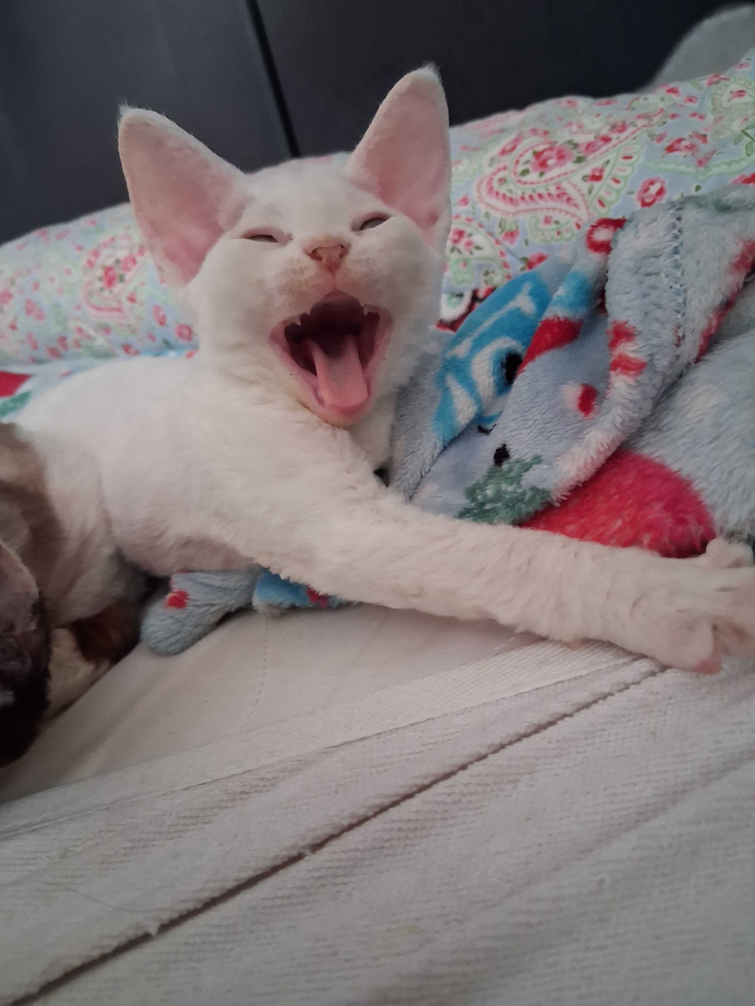 Cudowna Biała koteczka Devon Rex, FPL