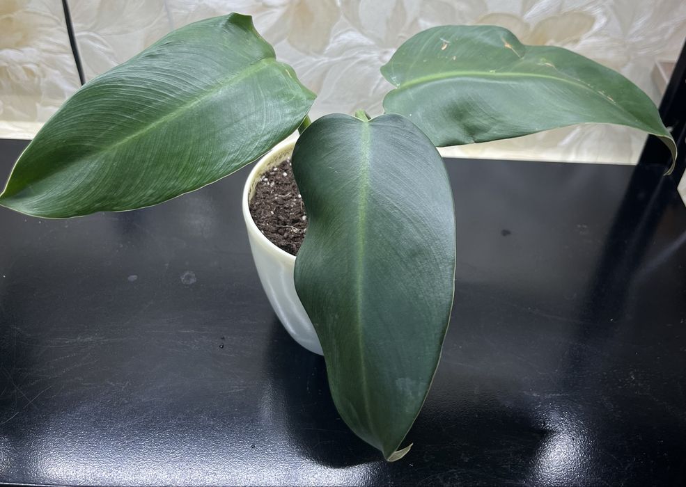 Філодендрон Грін Прінцес (Green Princess)