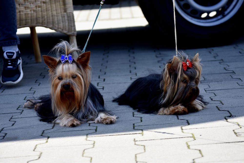 Yorkshire terrier suczka malutka