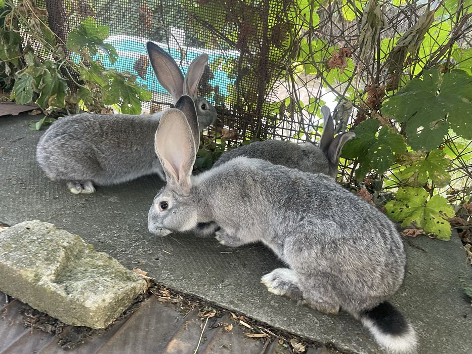 Продам кролиць.