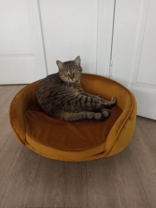 Лежак Лежанка для котів собак диван Люкс велюр