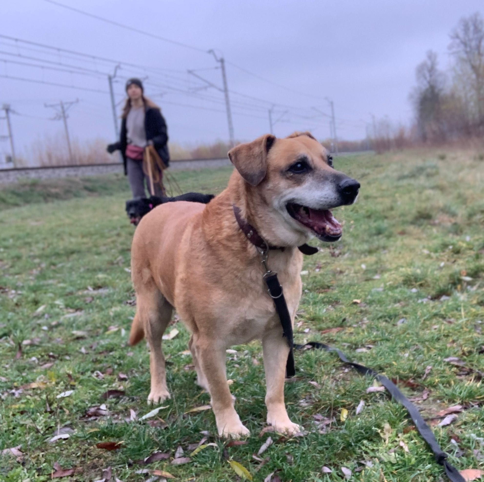 Noe w typie labradora do pilnej adopcji!