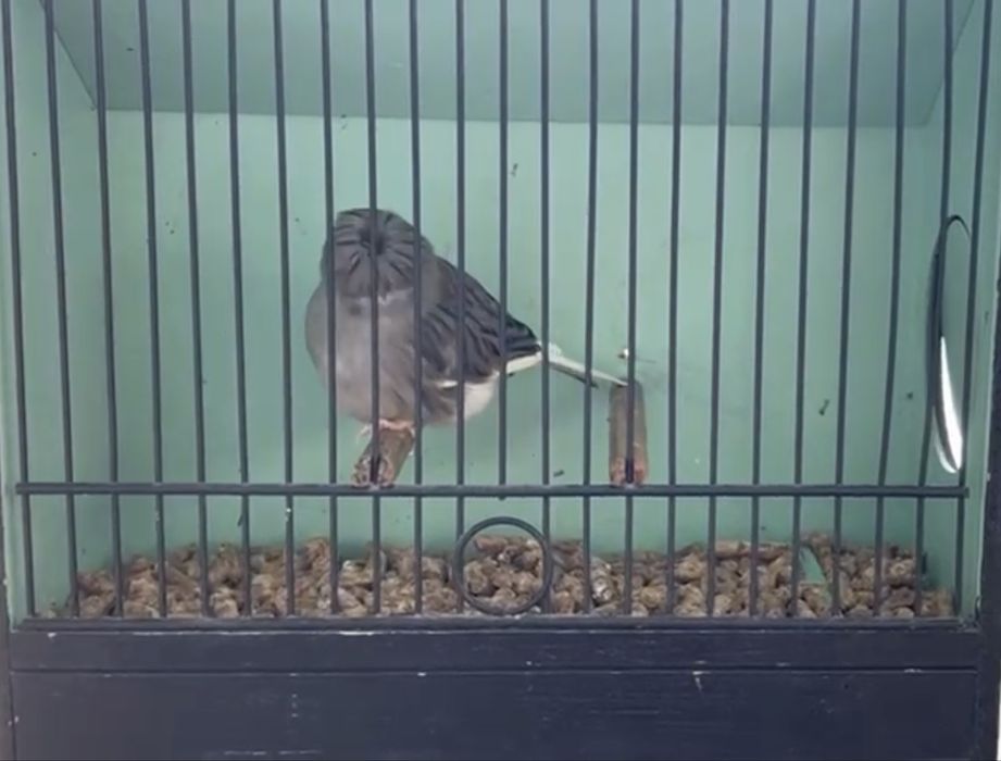 Canario gloster fancy