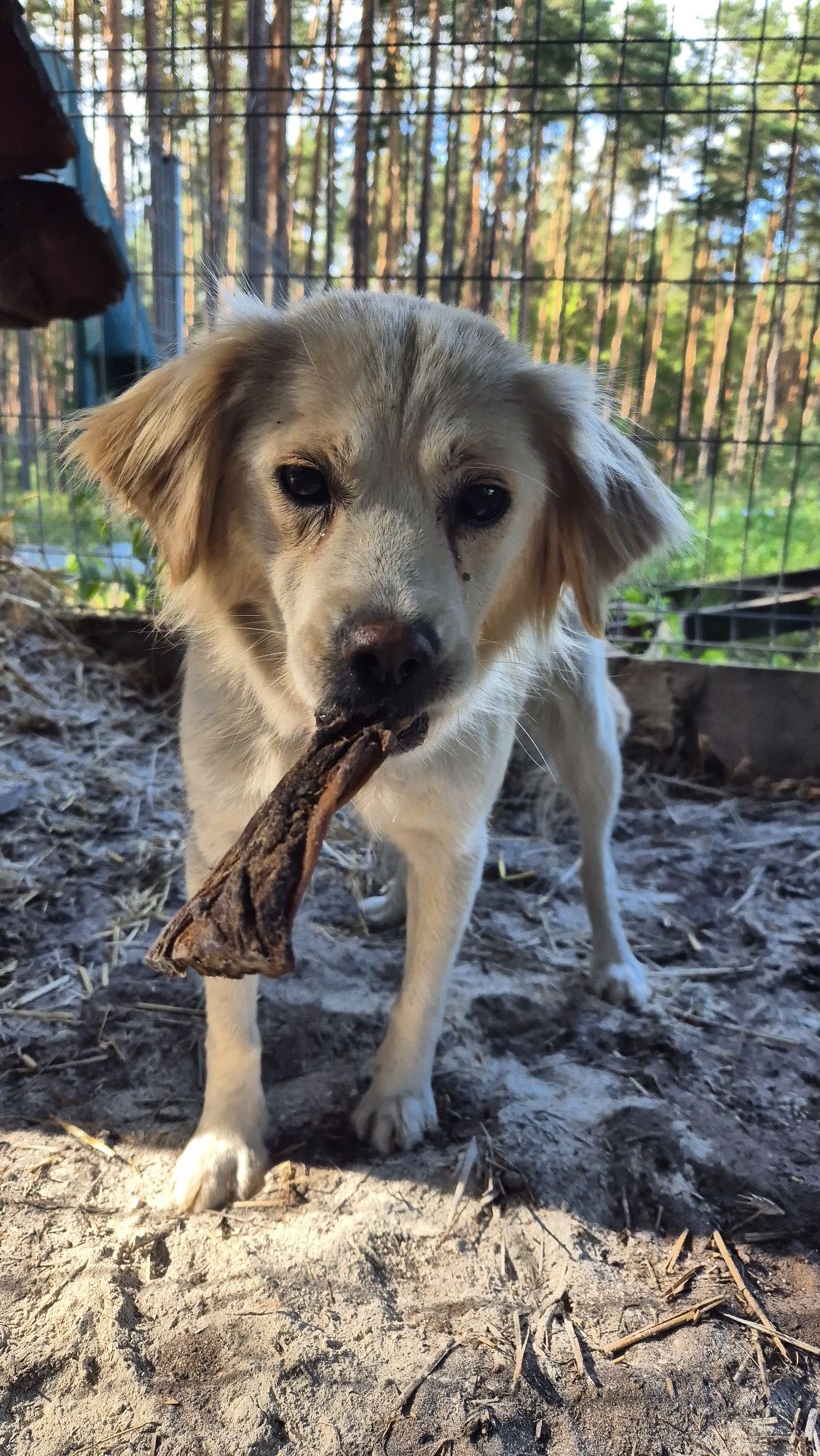 Bianka cudna sunieczka