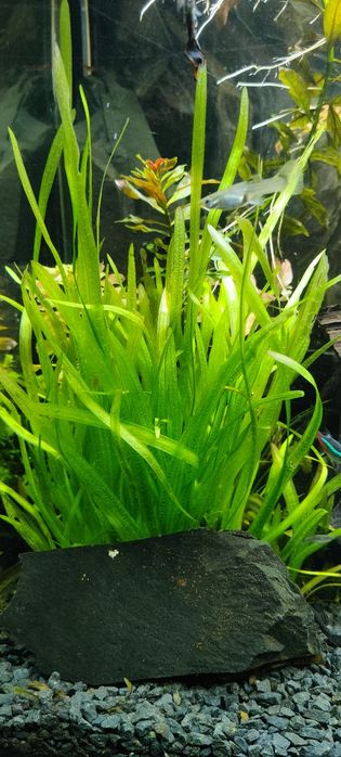 Roślinki akwariowe - Ludwiga - moczaka - hydroklea - gupik - glonojad