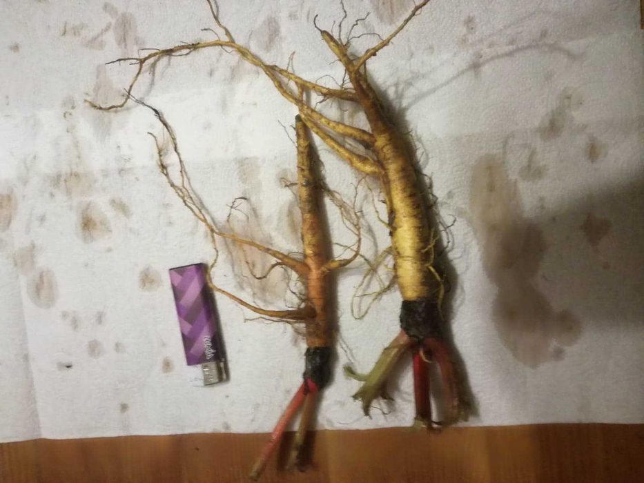 Sadzonki rabarbaru Lider