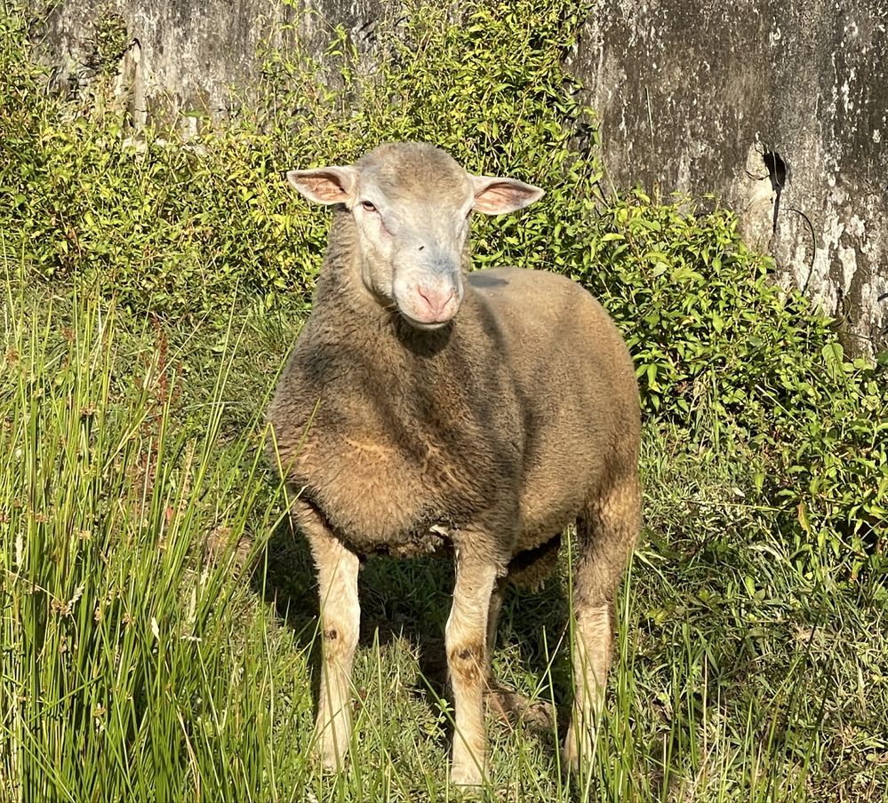 Borregos reprodutores ja a cobrir cx de île de france e merino