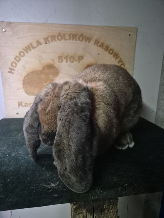 Baran Francuski Madagaskar samiec