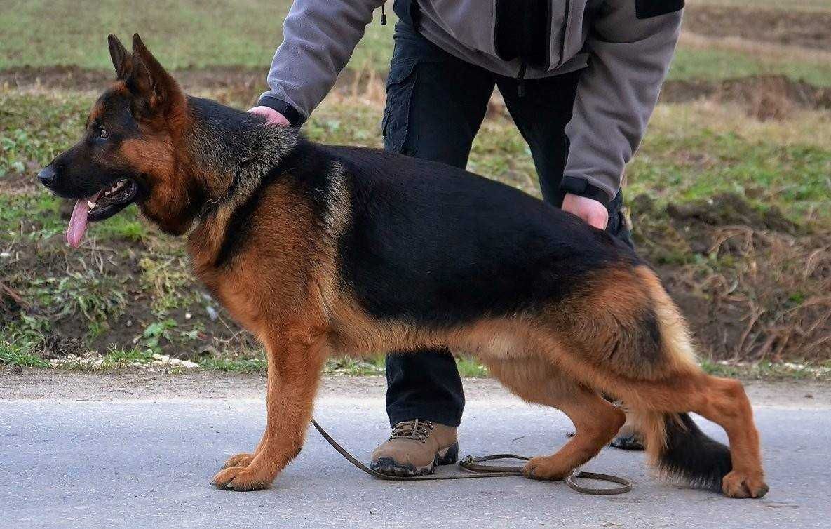 Owczarek niemiecki krótkowłosy FCI pies 2 lata