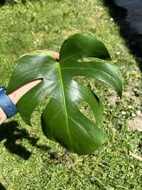 Monstera marmorata aurea