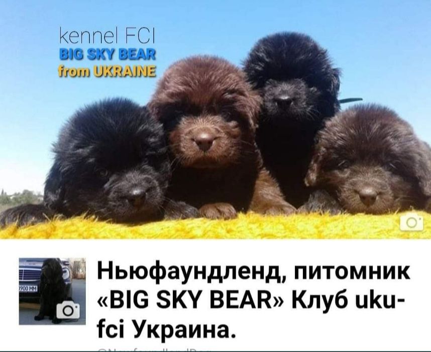 Ньюфаундленд.  Коричневые и черные щенки..КСУ.