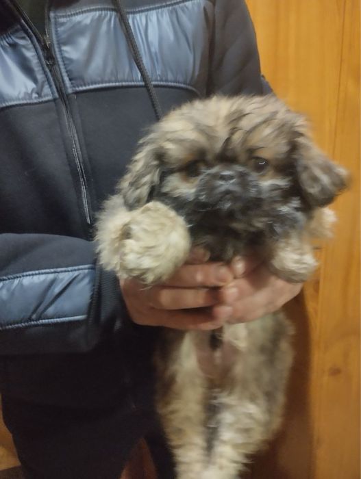 Продам цуценят Пекінесиків