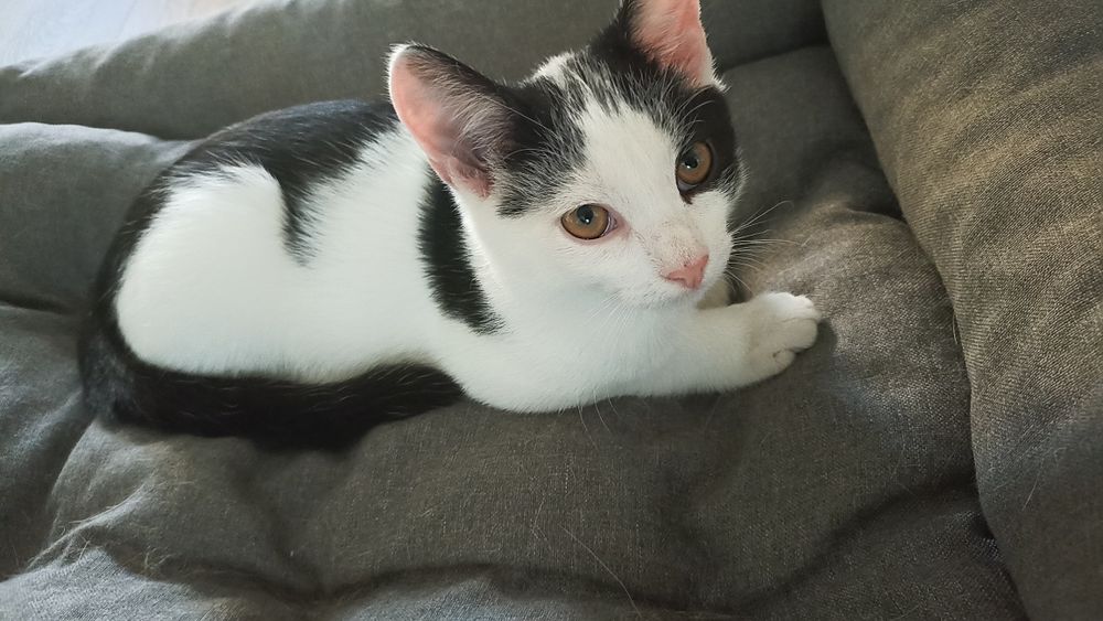 Kocurki szukają domu