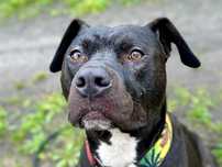 Adoptuj młodego Ramena w typie amstaff/pitbull