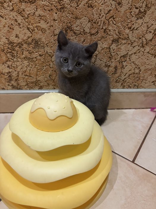 Кошеня безкоштовно