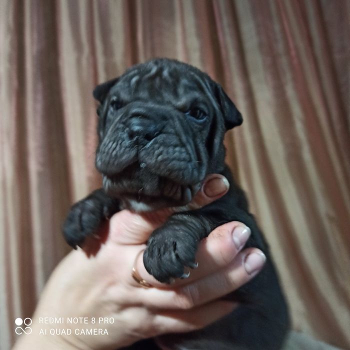 Мини девочка шарпей минипей