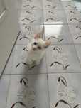 Dá-se gatinha com 2 meses