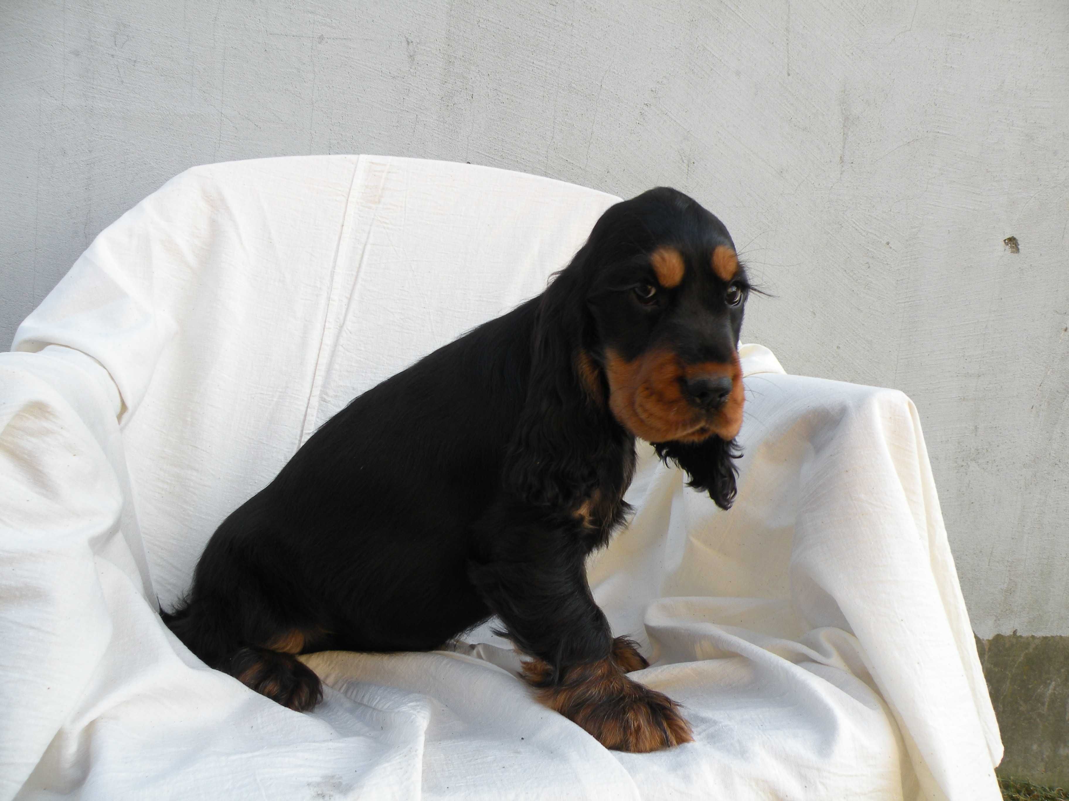 cocker spaniel angielski