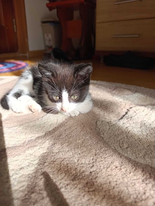 Віддам чудове кошення у добрі руки