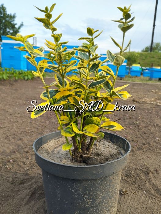 Бересклет форчуна, Бруслина бересклет форчуна жовтий Емеральд голд