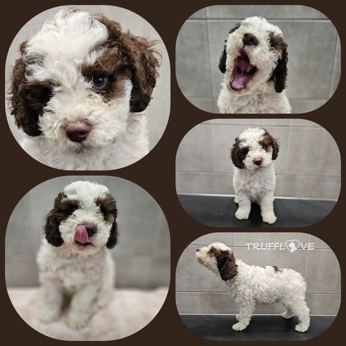 Lagotto Romagnolo FCI – biało-brązowy piesek, miot BRAVE, Trufflove