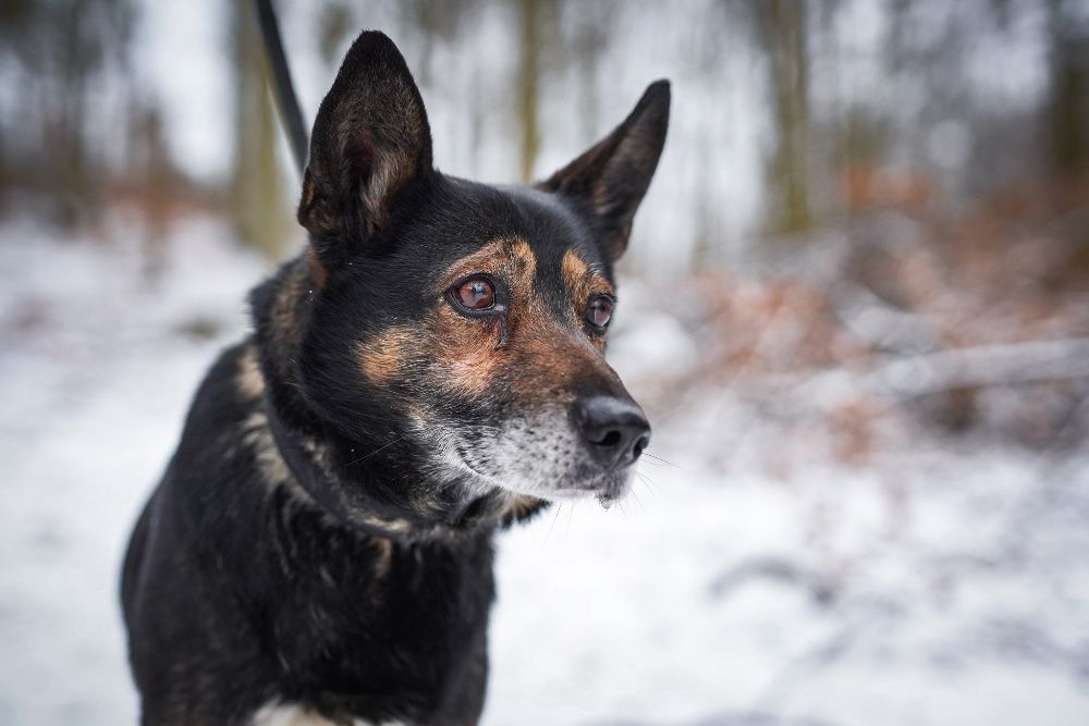 Zag szuka domu na jesień życia! OTOZ Animals Schronisko Ciapkowo.