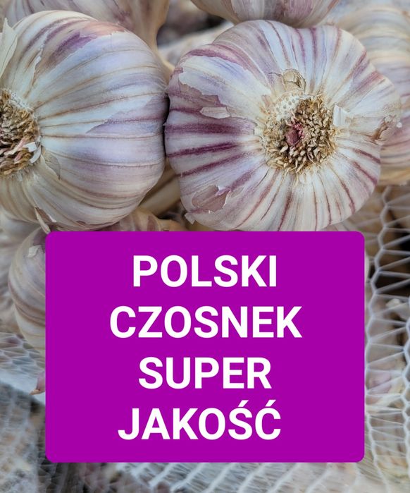 Polski Czosnek 100zł/100 główek Harnaś twardy SUPER JAKOŚĆ